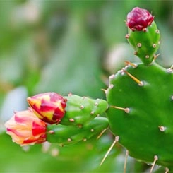 Barwa Naturalna kaktusowa