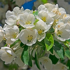 Bielenda Professional Kwiat Jabłoni Zapas