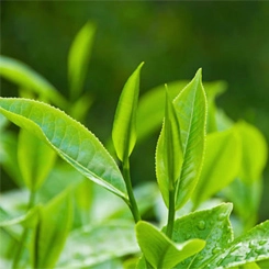 Eveline Botanic Expert Tea Tree