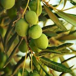 Ziaja oliwkowy balsam do ciała