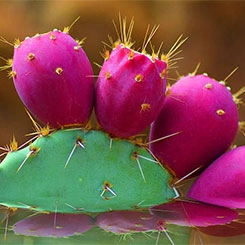 Nature Queen Prickly Pear Seed Oil 