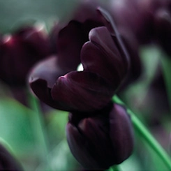 Uzdrovisco Czarny tulipan